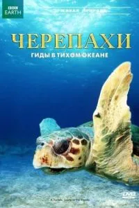 Черепахи: Гиды в Тихом океане